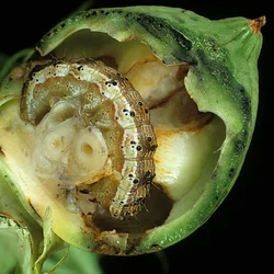 50 Pcs Insect Lures For Cotton Bollworm (Helicoverpa Armigera)